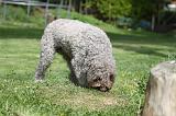 LAGOTTO CAVAGE 051